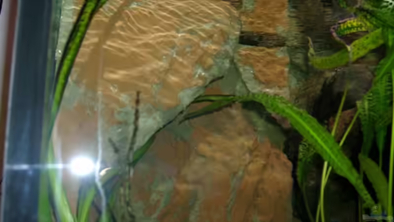 Das Versteck der Tunze von Mikey (9)