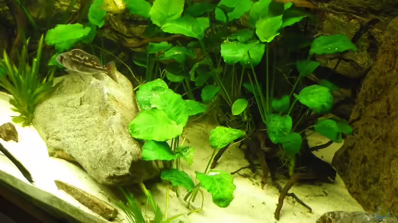 das Versteck von Monoculus (4)