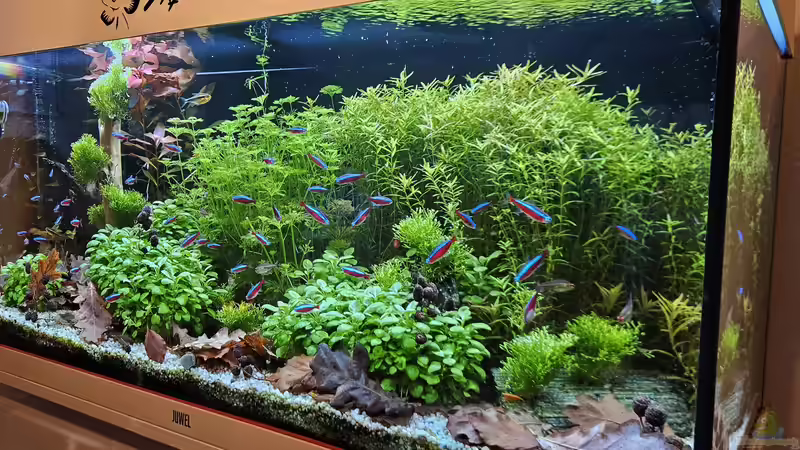 Das versteht man unter biologischem Gleichgewicht im Aquarium