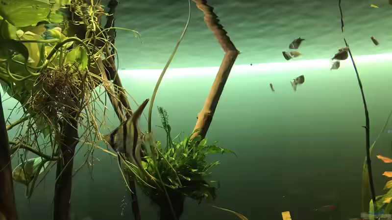 Das versteht man unter biologischem Gleichgewicht im Aquarium