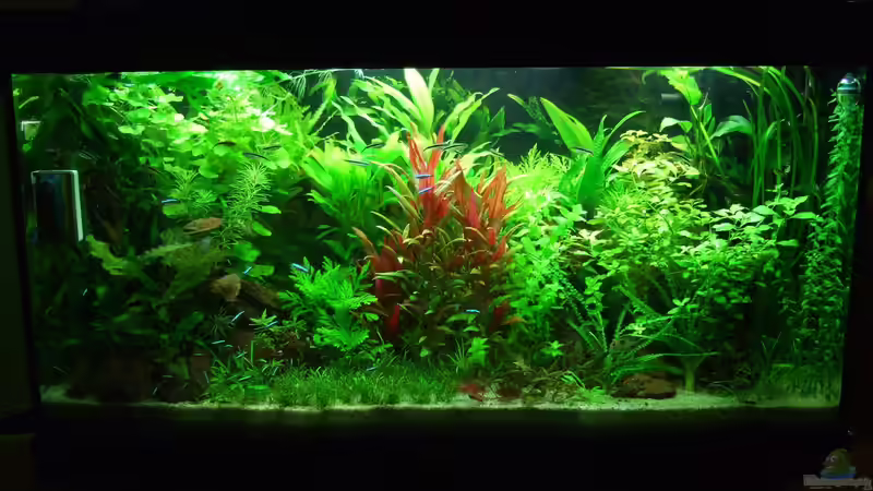 Das war der 1. Versuch - Mittelsteg löste sich - musse leer geräumt werden von Oberoesterreicher (13)