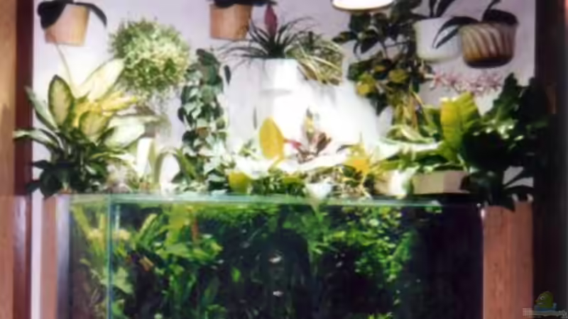 Das war mal, kurz nach der Ersteinrichtung 1987 von Der Südamerikaner (18)