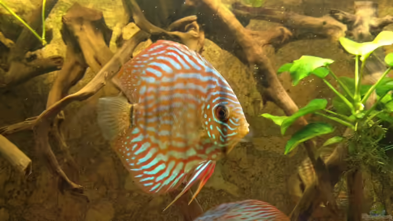 das war mein erster Diskus von Thomas S-H (2)