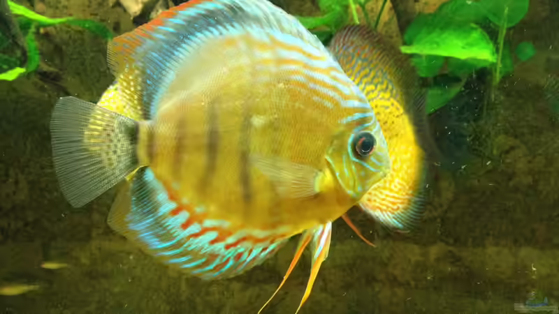 das war mein kranker von Thomas S-H (37)