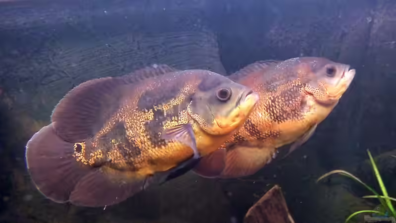 Das war mein Pärchen von Norbert Diessl (3)