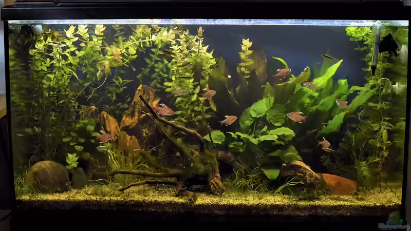 Das Wasser nun Bernsteinfarben 19.10.19 von Acki50 (14)