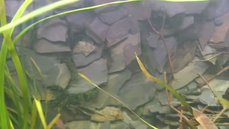 Das Weepingmoos ist in der gesamten Rückwand verpflanzt von Ferolikum (5)