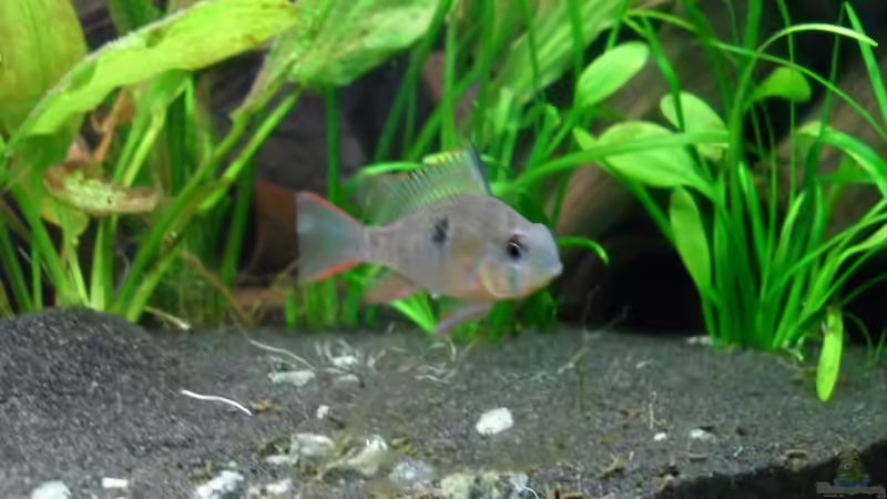 Das Weibchen... von Jan S. (27)