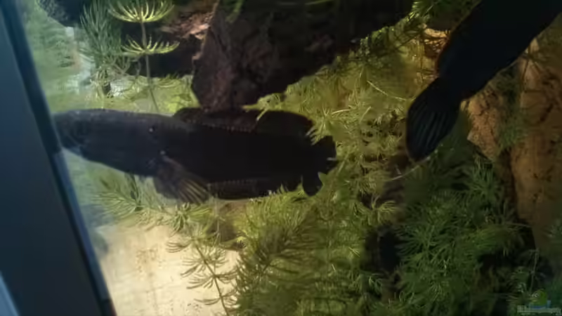 Das Weibchen ,nach einen Kampf mit dem Männchen ...Einer der Schattenseiten der von AquaTobi90 (77)