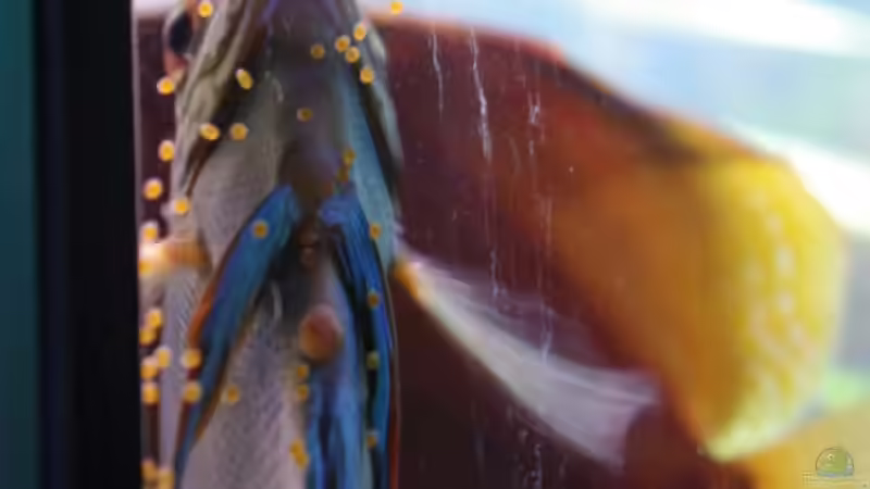 Das Weibchen  von patgott (5)