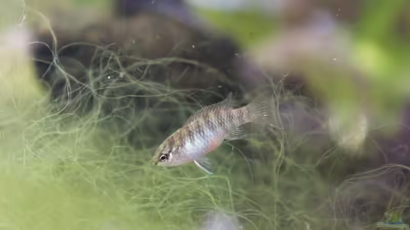 Das Weibchen geht ziemlich auf die Grünalge ab ... von Laufilauf (42)