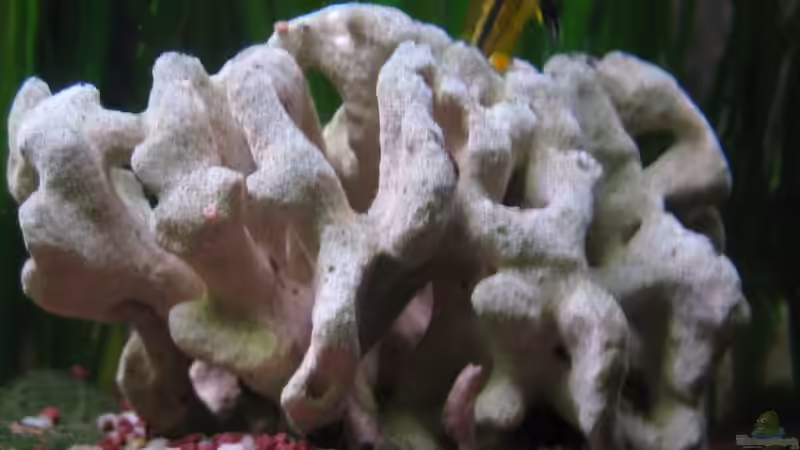 Das Weibchen kommt aus dem Laichplatz (Koralle mitlerweile entfernt) von Marco Weis (34)