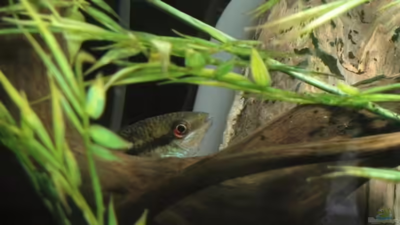 Das Weibchen mit dem Gelege von Laura (53)