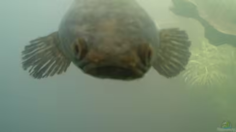 Das Weibchen nach dem Aufguss von AquaTobi90 (78)