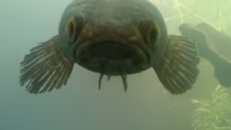 Das Weibchen nach dem Aufguss von AquaTobi90 (79)