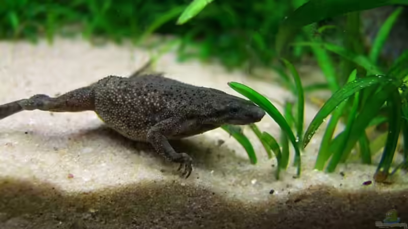 Das Weibchen noch im alten Becken: Schön rund! von Denise83 (12)