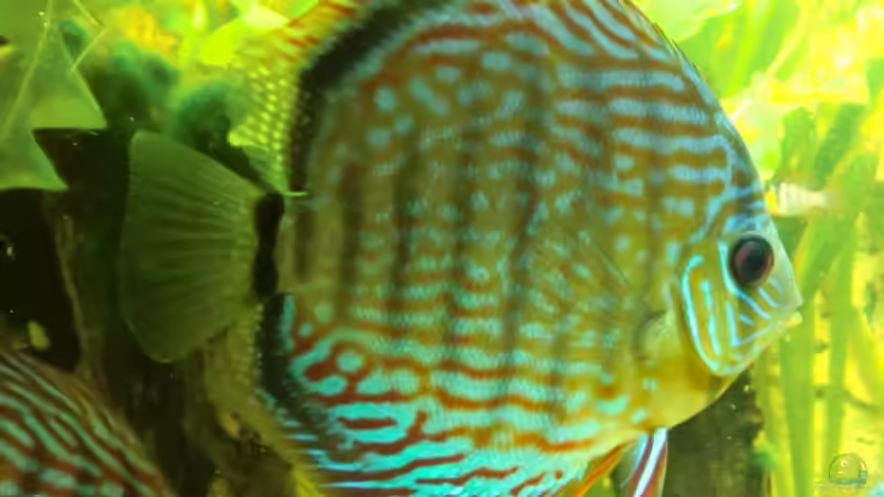 Einrichtungsbeispiele für Aquarien mit Diskus aus der Stendker-Zucht