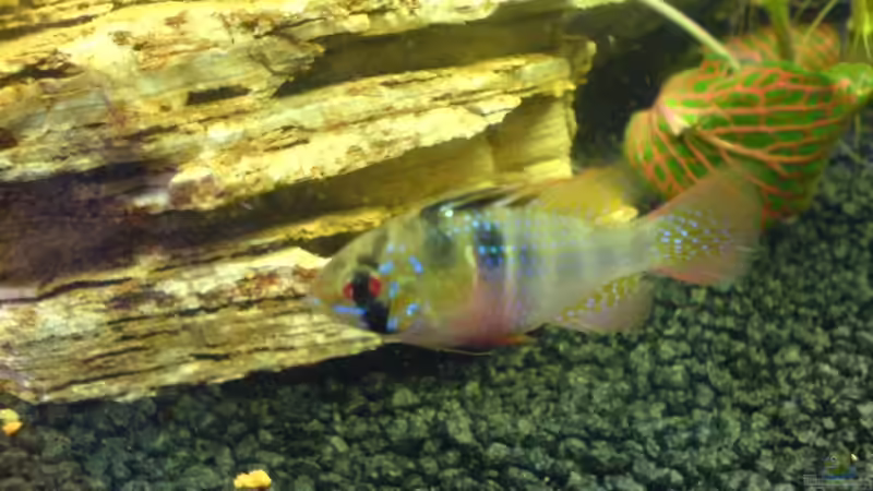 Das Weibchen von Cathrin Krause (22)