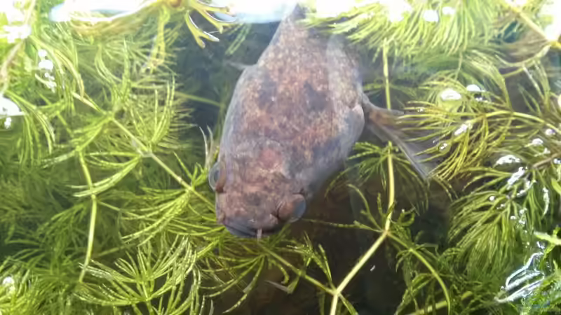 Das Weibchen von oben mit Schreckfärbung nach einer Auseinandersetzung von AquaTobi90 (76)