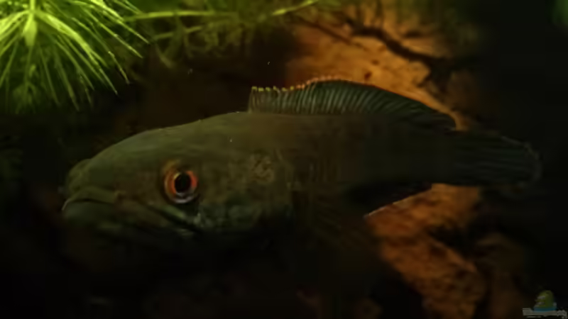 Das Weibchen von vorne von AquaTobi90 (55)