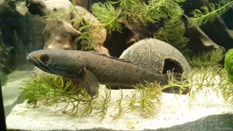 Das Weiblein,n icht ganz so schön wie der Bock aber sie kann sich auch präsentieren von AquaTobi90 (45)