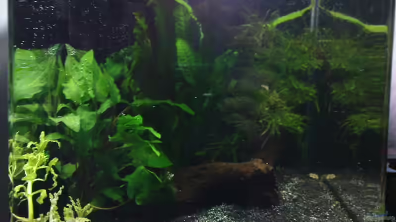 Das weiße am Boden sind Luftblässchen von Die Hängenden Gärten (2)