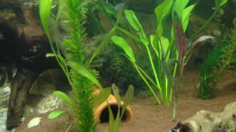 das wels-versteck von marciii1985 (11)