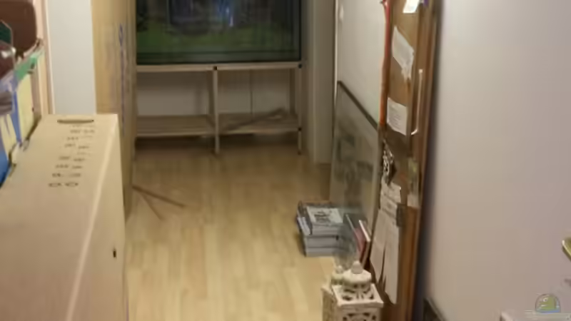 Das wird einmal die Galerie an dessen Ende das Aquarium stehen wird. Noch viel Arbeit kommt da auf mich zu. von Beulenkopftyp (5)