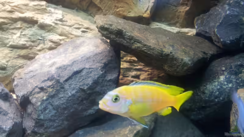 Das wird wohl ein Männchen von Martin N. (10)