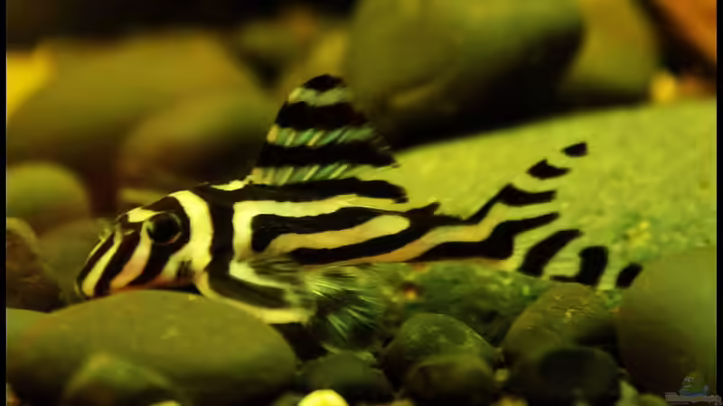 Das Zebra unter den Welsen der L 46 !