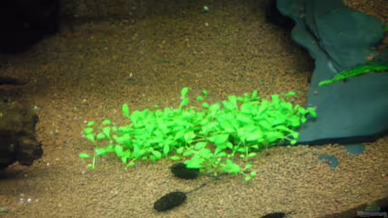 Das Zungenblatt... von Thomas Ahrens (21)