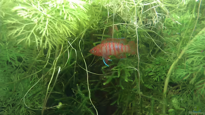 Das zweite Dario dario Männchen mit immer noch leichten Kampfspuren von TinaMarie (22)