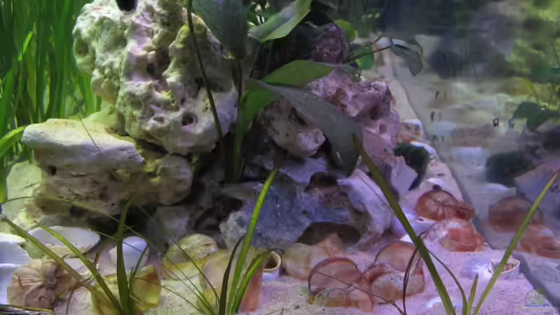 Das zweite kleinere Revier der Multis, links im Becken. Durch den großen Steinhaufen von Locke1992 (11)