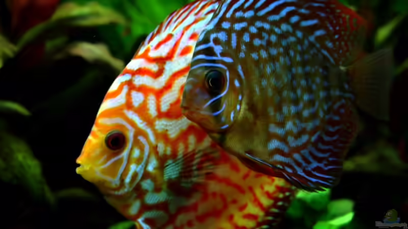 ***Das zweite Pärchen: Stitch und Chap*** von Sue (62)