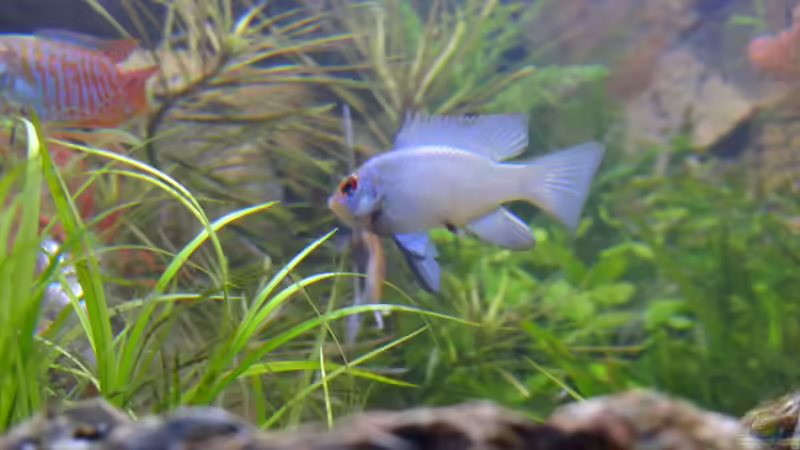 Das Zwergbuntbarsch Männlein sieht sich als Chef im Becken von Maik H. (5)