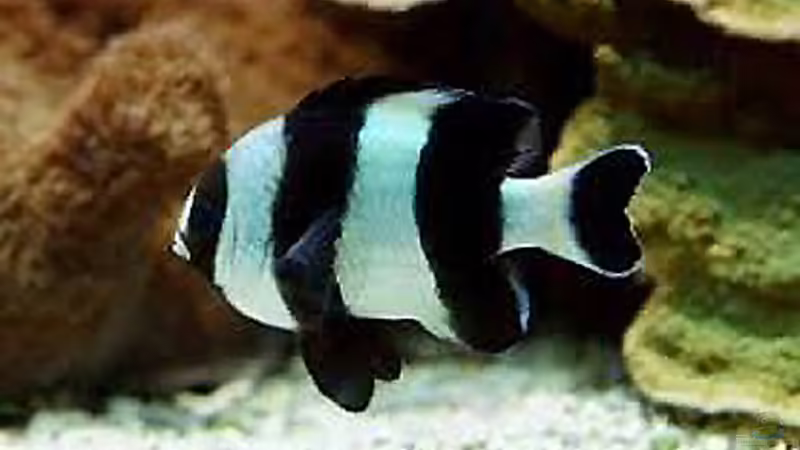 Dascyllus melanurus von becki2 (3)