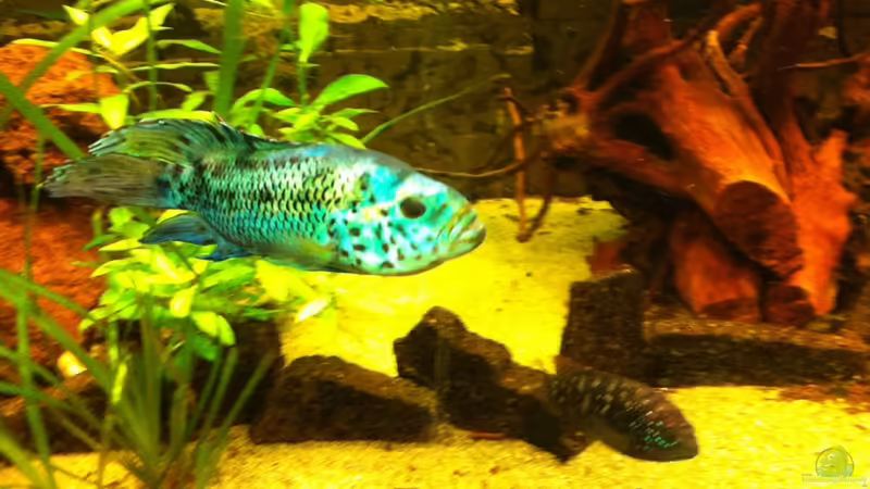 dasPaar von ml69 (31)