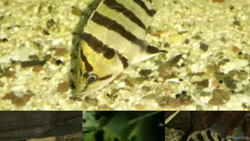 Datnioides polota ´Oddball´ mit Herzchen am Schwanzstiel von David S. (2)