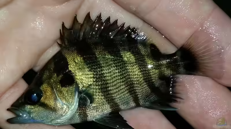 Aquarien mit Datnioides polota (Brackwasser-Tigerbarsch)