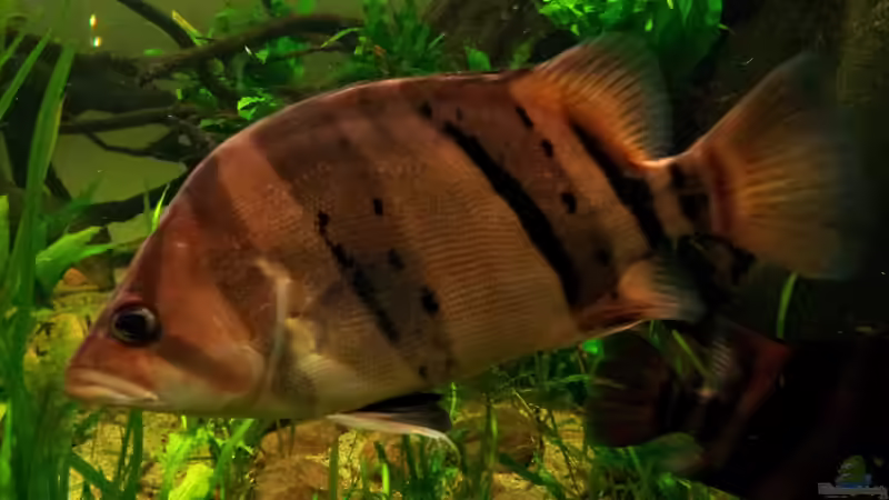 Aquarien mit Datnioides pulcher (Siamesischer Tigerbarsch)