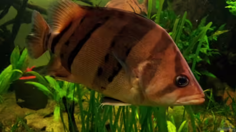 Aquarien mit Datnioides pulcher (Siamesischer Tigerbarsch)