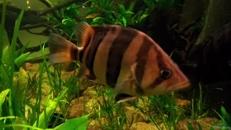 Aquarien mit Datnioides pulcher (Siamesischer Tigerbarsch)