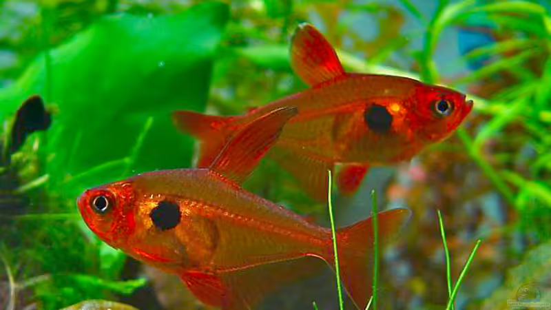 Dauerbrenner im Aquarium: Die Salmler