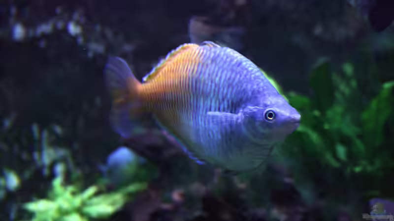 Dauerlaicher im Aquarium - Fortpflanzungsstrategie, Arten, Haltung und erfolgreiche Zucht
