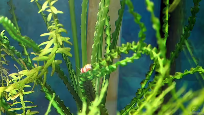 Dauerwellen-Hakenlilie - Crinum calamistratum (hinten rechts im Becken) von Micha (10)