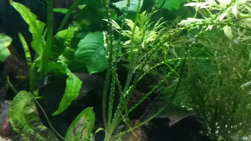 Dauerwellen-Hakenlilie (Crinum calamistratum) von Robert&Alex (5)