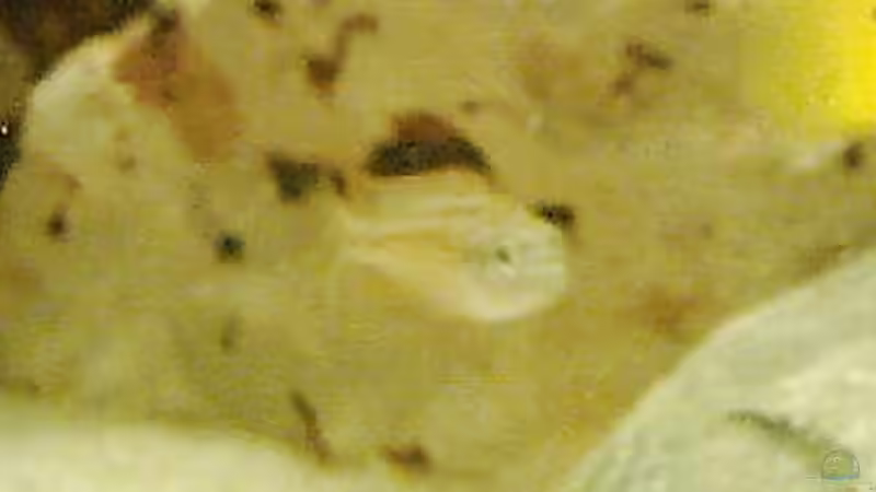 Davon sind 4 Stck 2-5 cm von Dirk Giebken (10)