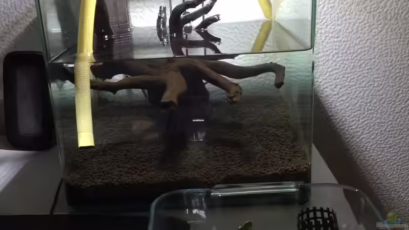 Day14: Zwei Pflanzen für Start und Test von Ayahuasca (12)