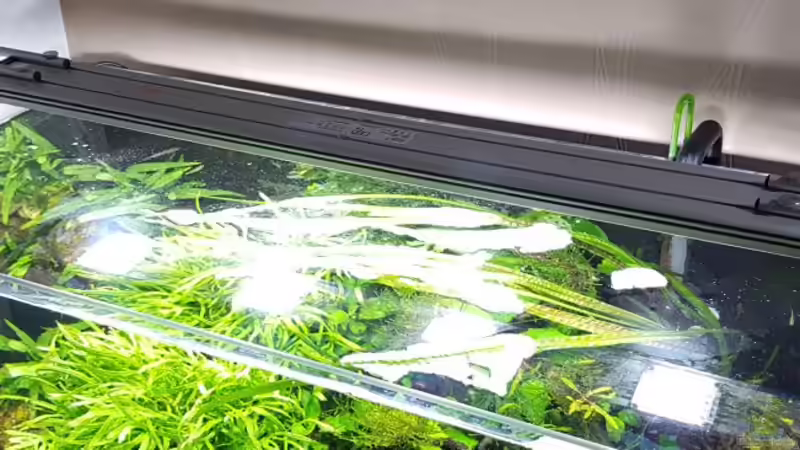 Daytime Cluster 70.4 (4x Ultra White) von YoshiMaus (17)