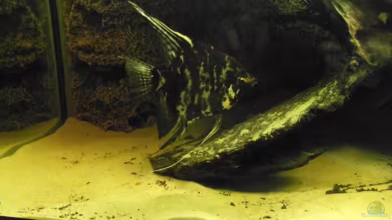 Dazuerworbenes Marmor-Weibchen von Tom G. (19)